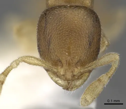 Carebara robertsoni specimen