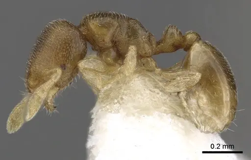 Carebara robertsoni specimen