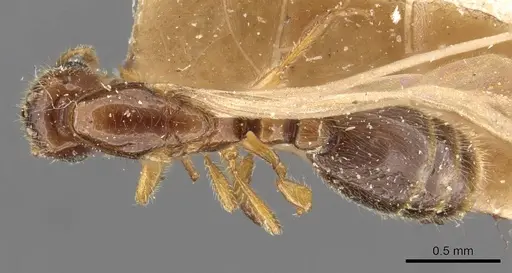 Carebara rothneyi specimen