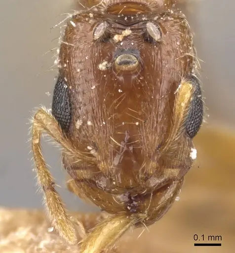 Carebara rothneyi specimen