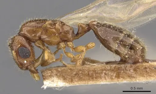 Carebara rothneyi specimen