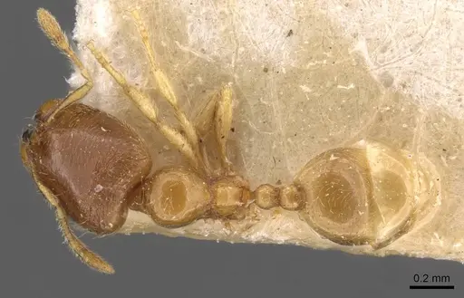 Carebara rugata specimen