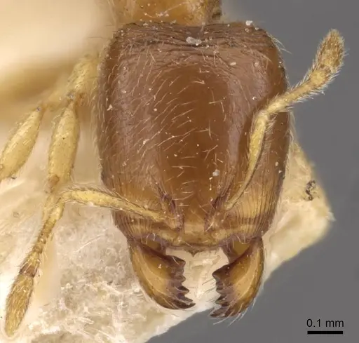 Carebara rugata specimen