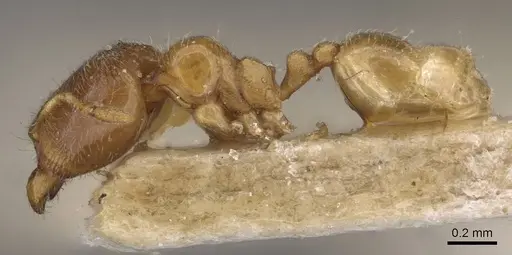 Carebara rugata specimen