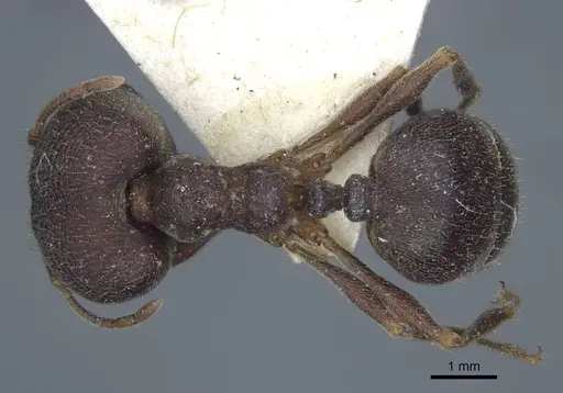 Carebara rugoflabella specimen