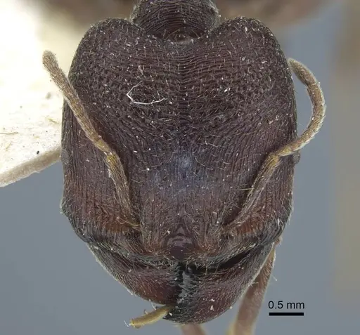 Carebara rugoflabella specimen