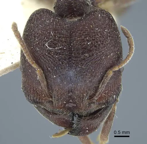 Carebara rugoflabella specimen