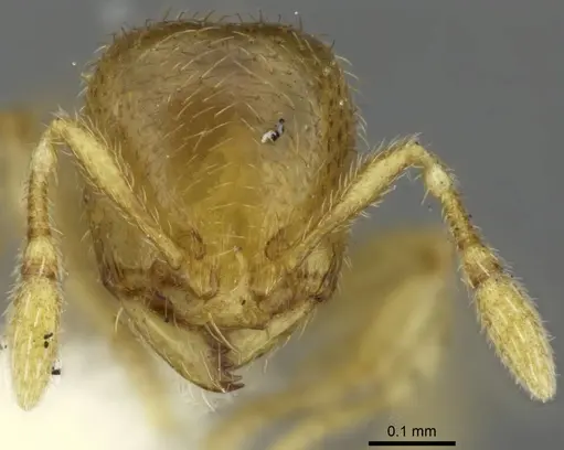 Carebara salegi specimen