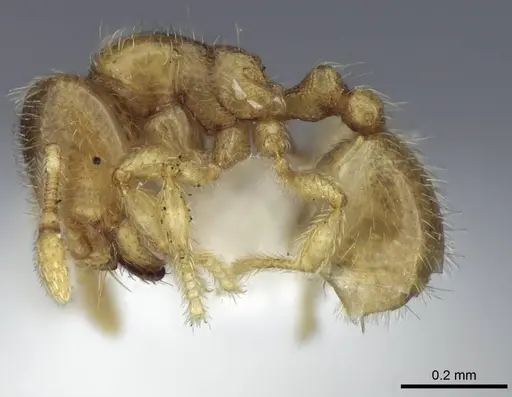 Carebara salegi specimen