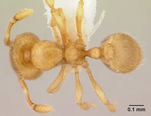 Carebara salegi - CASENT0438132