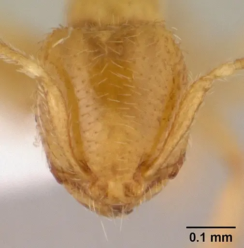 Carebara salegi - CASENT0438132