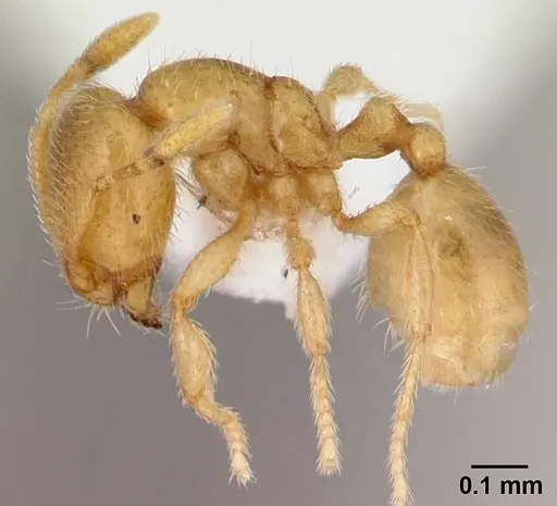 Carebara salegi - CASENT0438132