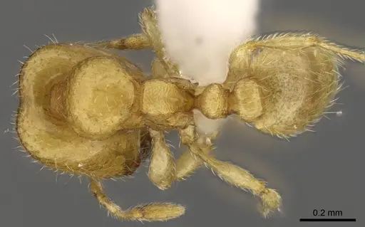 Carebara salegi - CASENT0438150