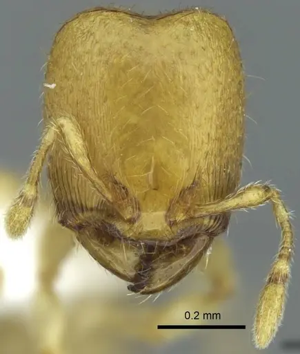 Carebara salegi - CASENT0438150