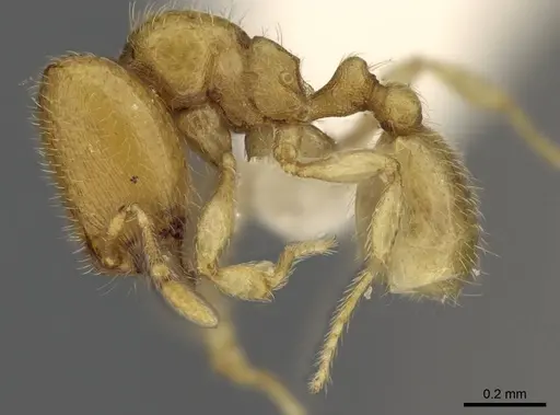 Carebara salegi - CASENT0438150