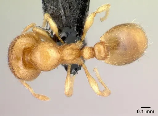 Carebara sampi specimen