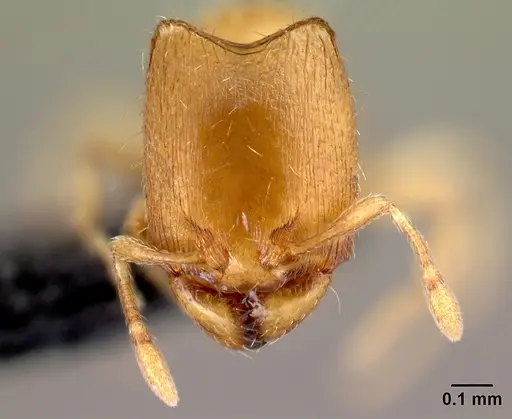 Carebara sampi specimen