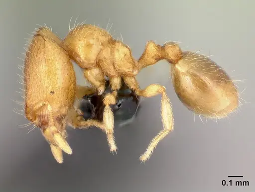 Carebara sampi specimen