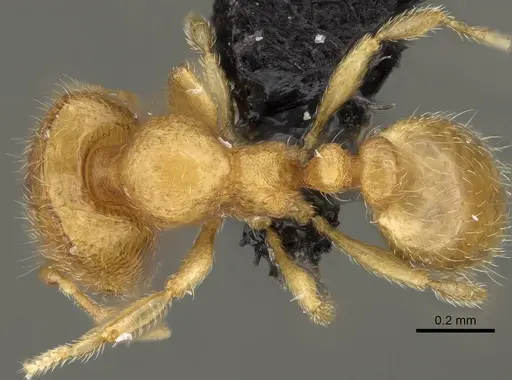 Carebara sampi - CASENT0018276