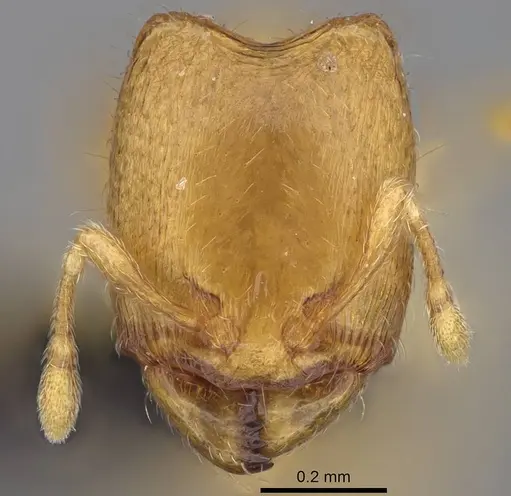 Carebara sampi - CASENT0018276