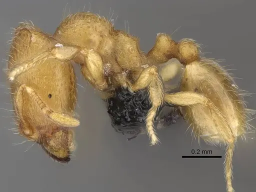 Carebara sampi - CASENT0018276