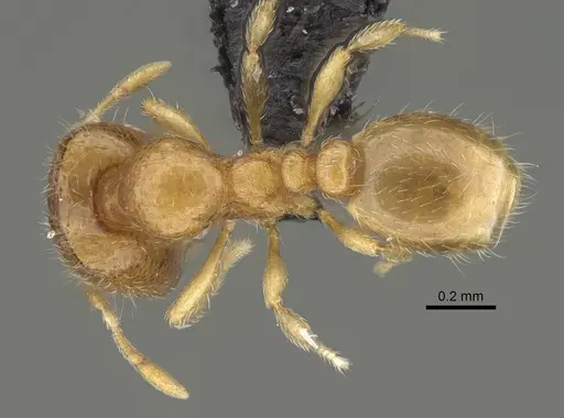 Carebara sampi - CASENT0018348