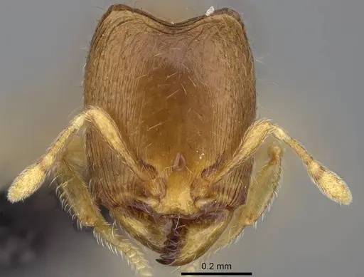 Carebara sampi - CASENT0018348