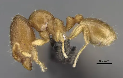 Carebara sampi - CASENT0018348