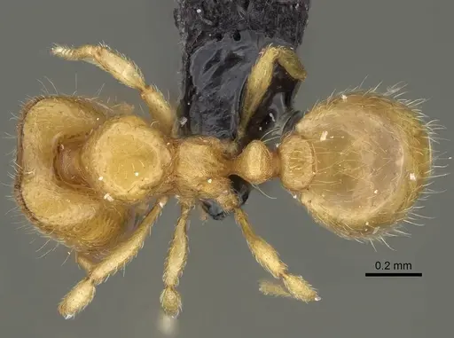 Carebara sampi - CASENT0030441