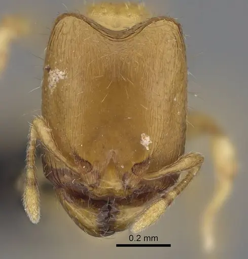 Carebara sampi - CASENT0030441