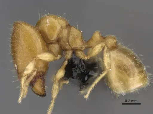 Carebara sampi - CASENT0030441