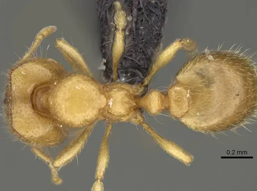 Carebara sampi - CASENT0030481