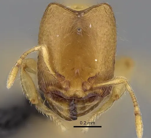 Carebara sampi - CASENT0030481