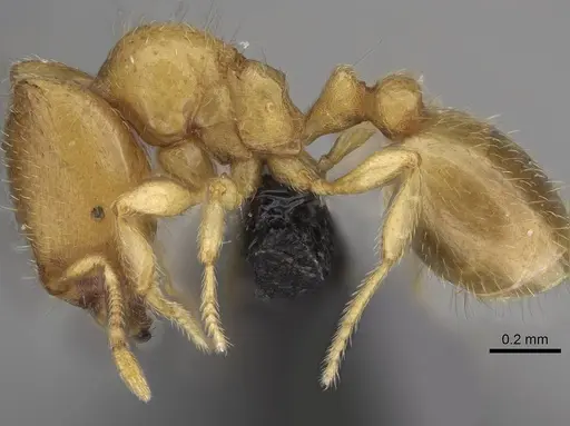 Carebara sampi - CASENT0030481