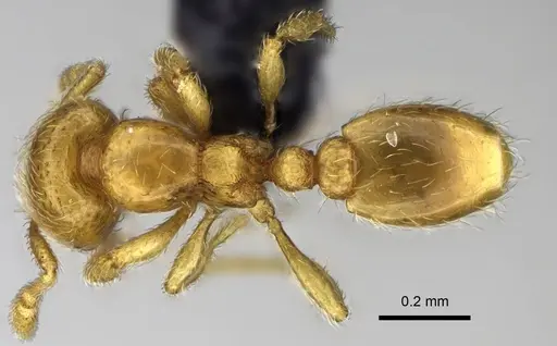 Carebara sampi - CASENT0031214