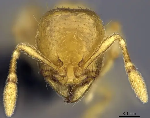 Carebara sampi - CASENT0031214