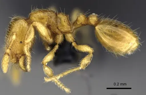 Carebara sampi - CASENT0031214