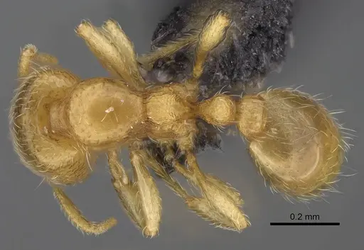 Carebara sampi - CASENT0031261