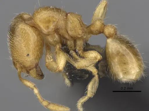 Carebara sampi - CASENT0031261