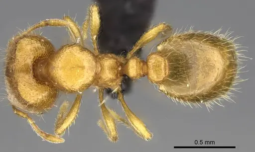 Carebara sampi - CASENT0031265