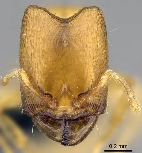 Carebara sampi - CASENT0031265