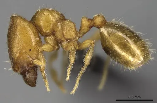 Carebara sampi - CASENT0031265