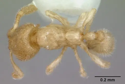 Carebara sangi specimen