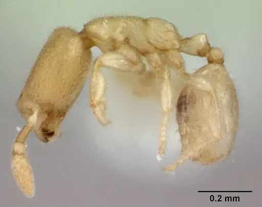 Carebara sangi specimen