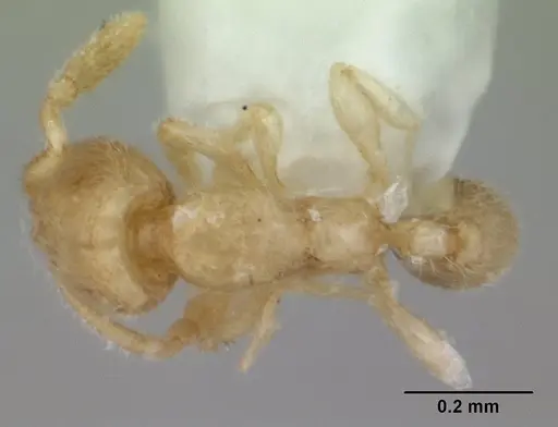 Carebara sangi - CASENT0178557