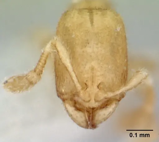 Carebara sangi - CASENT0178557