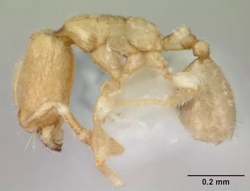 Carebara sangi - CASENT0178557