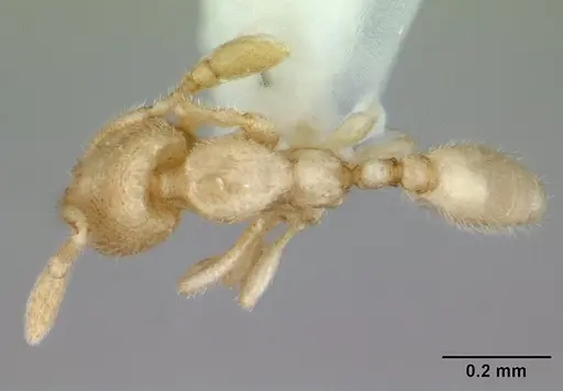 Carebara sangi - CASENT0178738