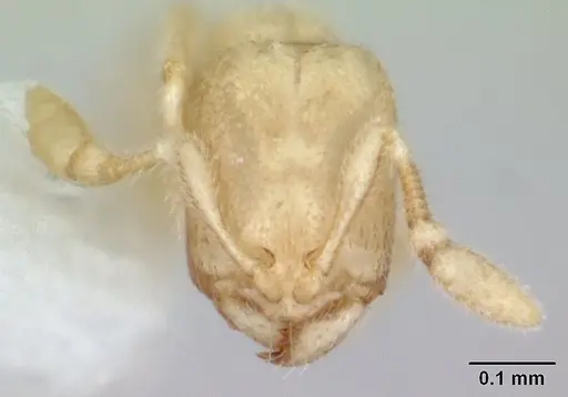 Carebara sangi - CASENT0178738