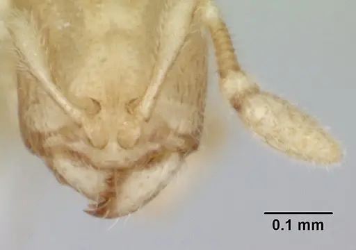 Carebara sangi - CASENT0178738